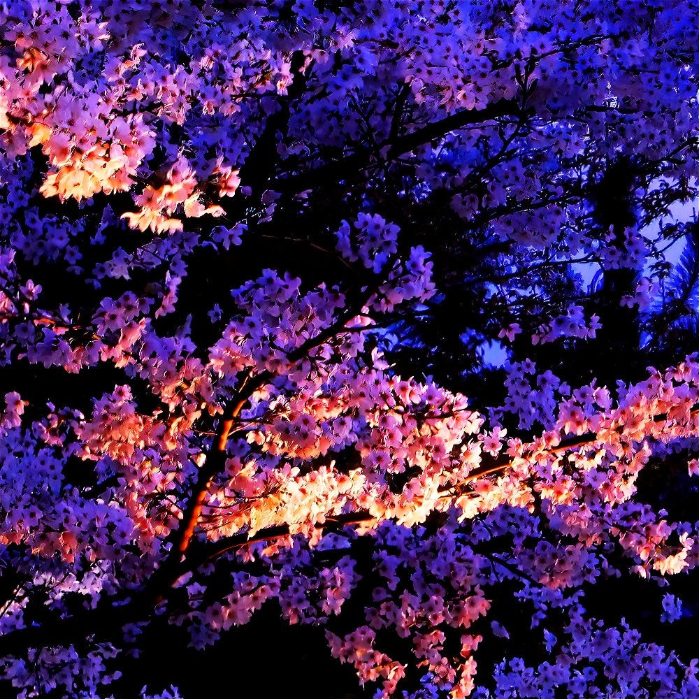 Japanese Cherry Blossom Print