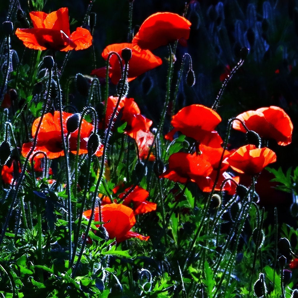 Red Poppy Print