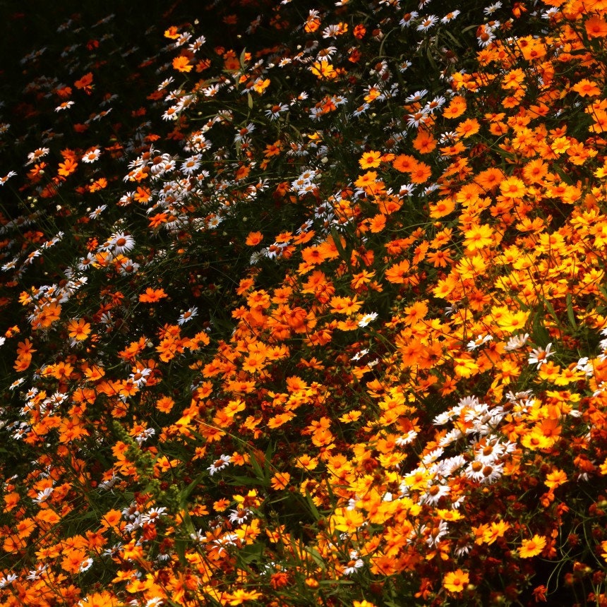 Orange Coreopsis Flower Print