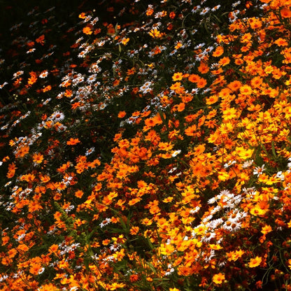 Orange Coreopsis Flower Print
