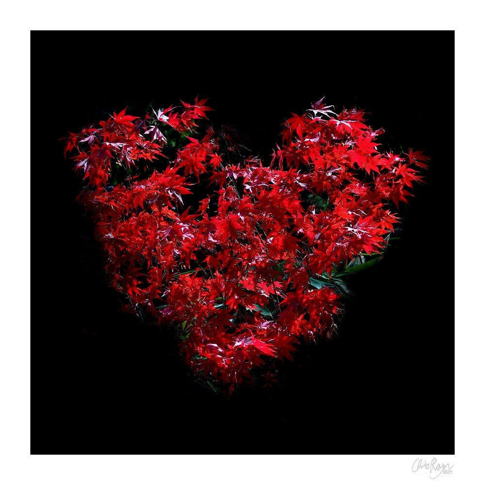 Romantic Maple Heart Print