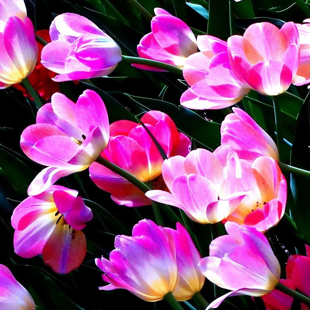 Rainbow Tulip Print