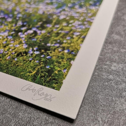 Forget Me Not Print