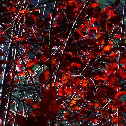 Crimson Red Gothic Print