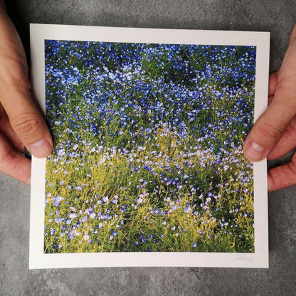 Forget Me Not Print