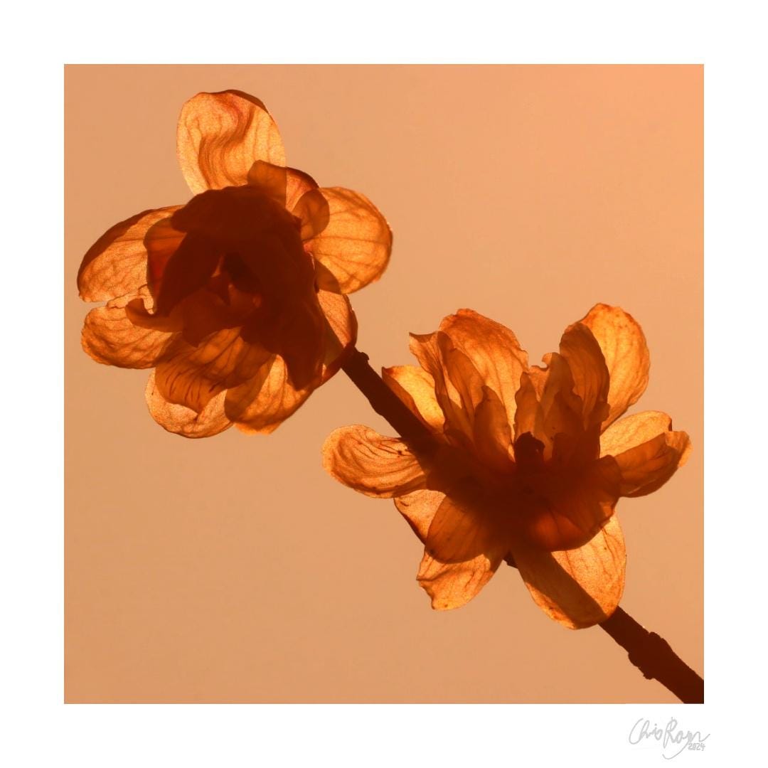 Yellow Flower Petal Wall Print