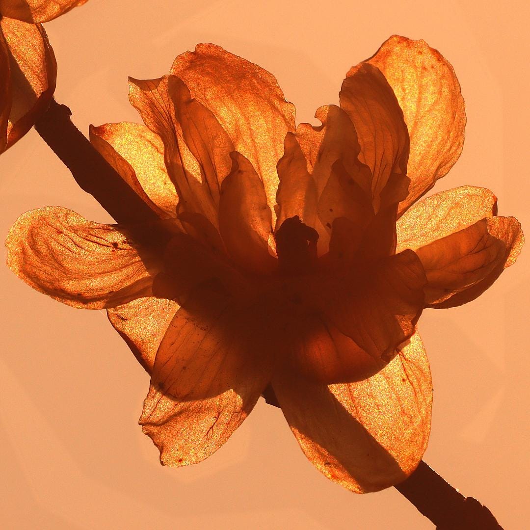 Yellow Flower Petal Wall Print
