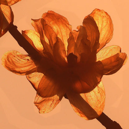 Yellow Flower Petal Wall Print