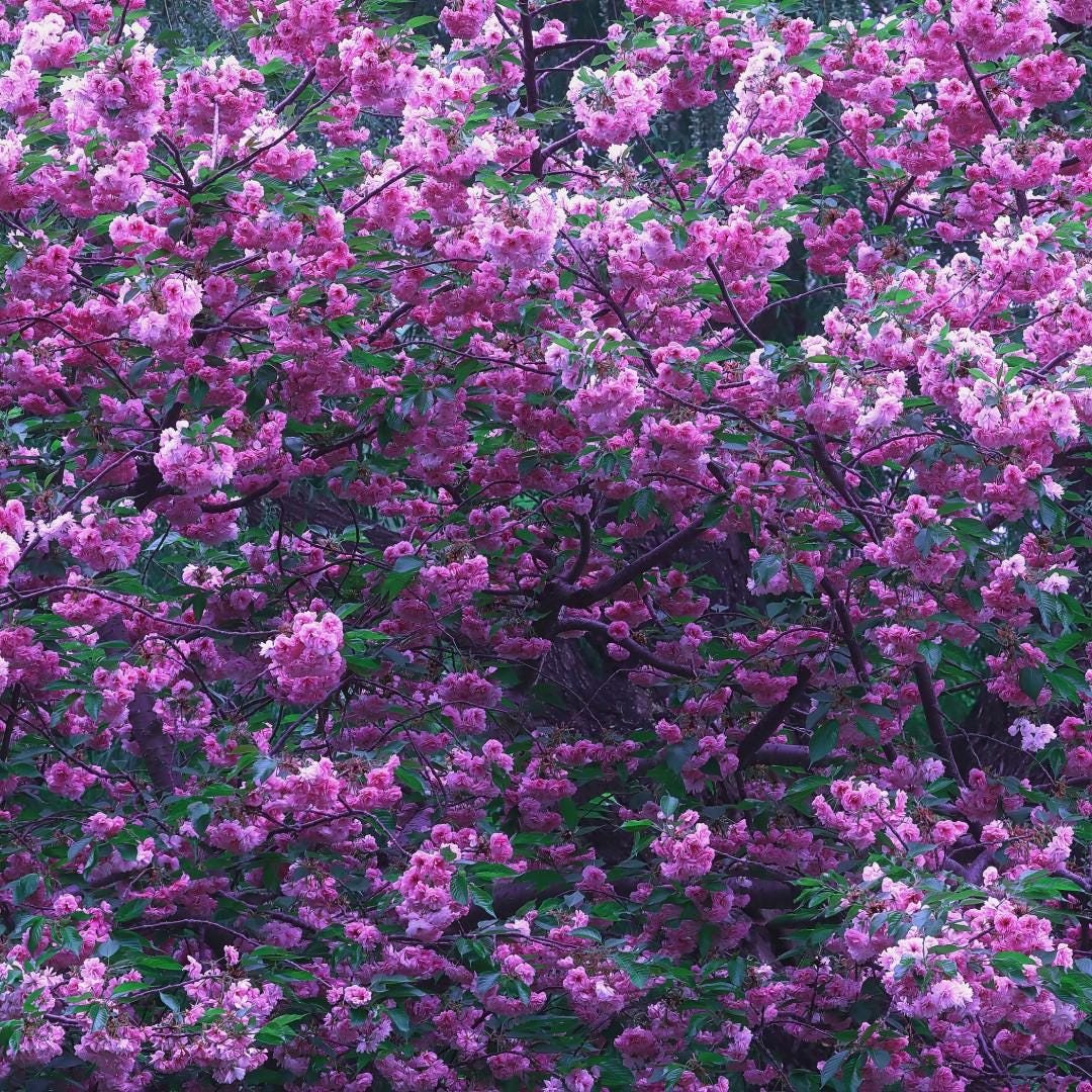Mauve Cherry Blossom Print