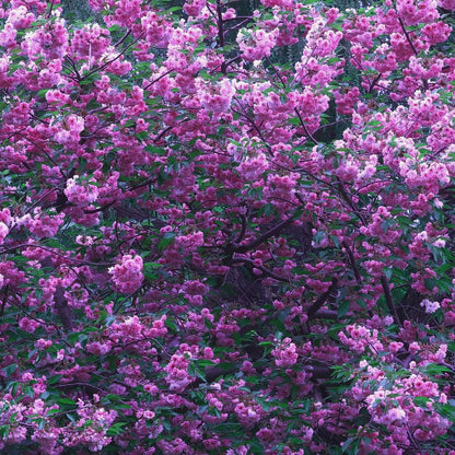 Mauve Cherry Blossom Print