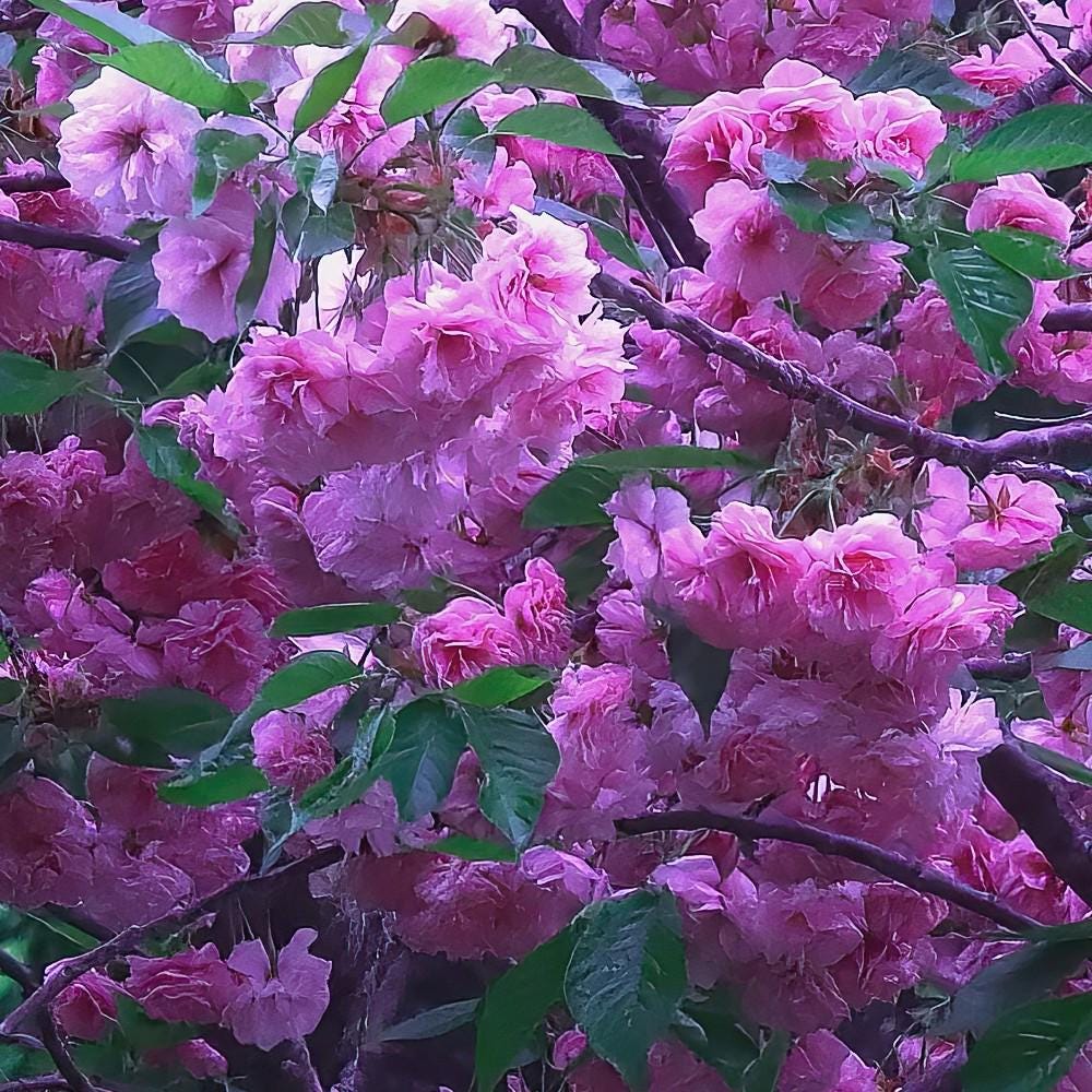 Mauve Cherry Blossom Print