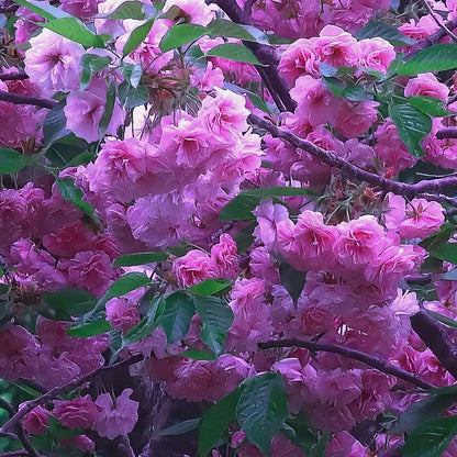 Mauve Cherry Blossom Print