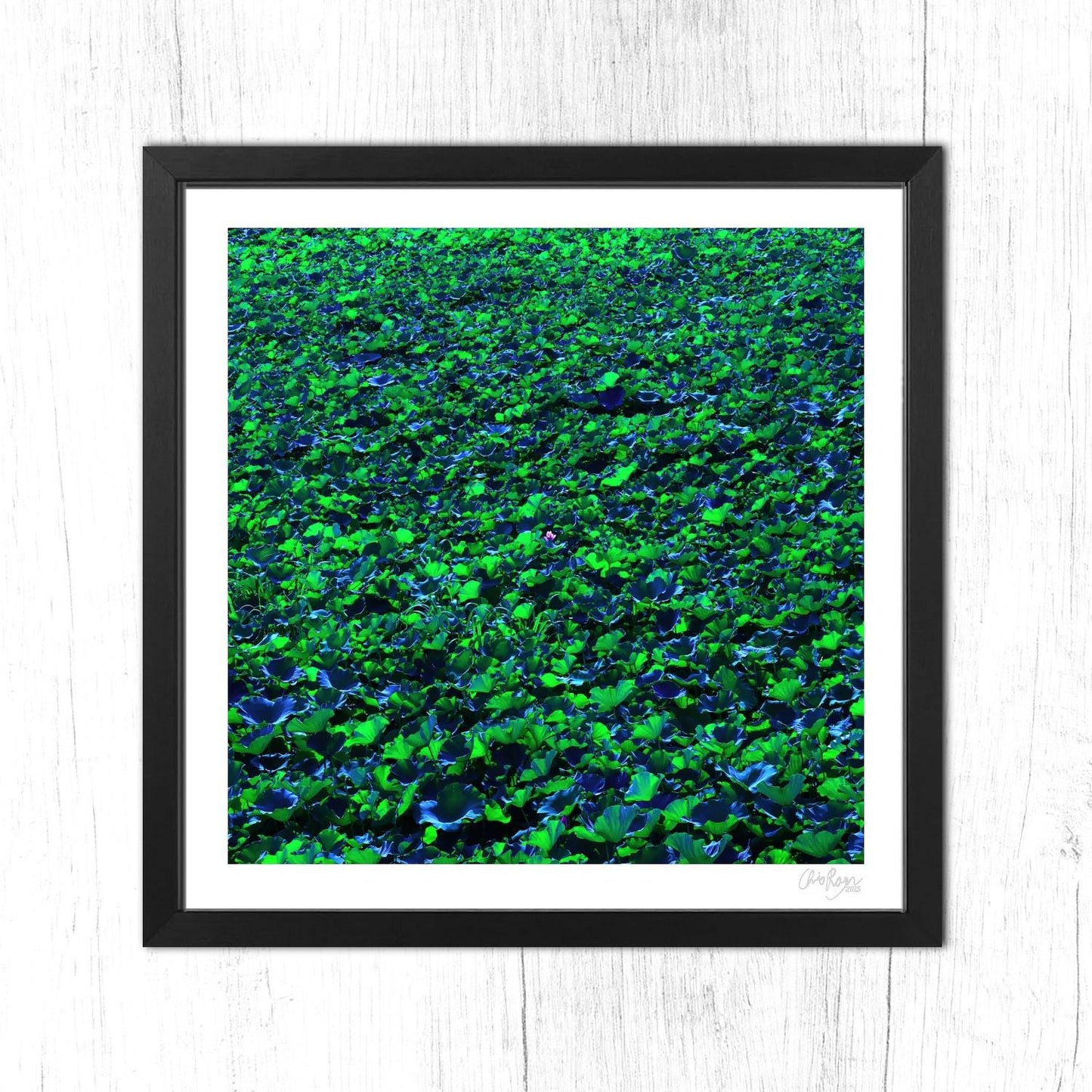 Lotus Pond Print