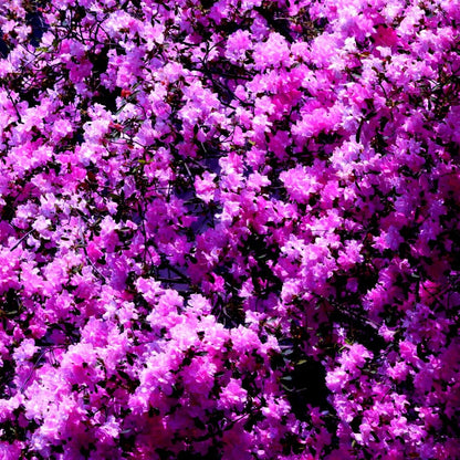 Hot Pink Azalea Print