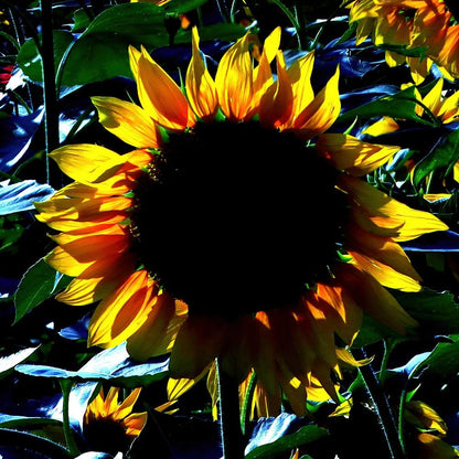 Yellow Sunflowers Print