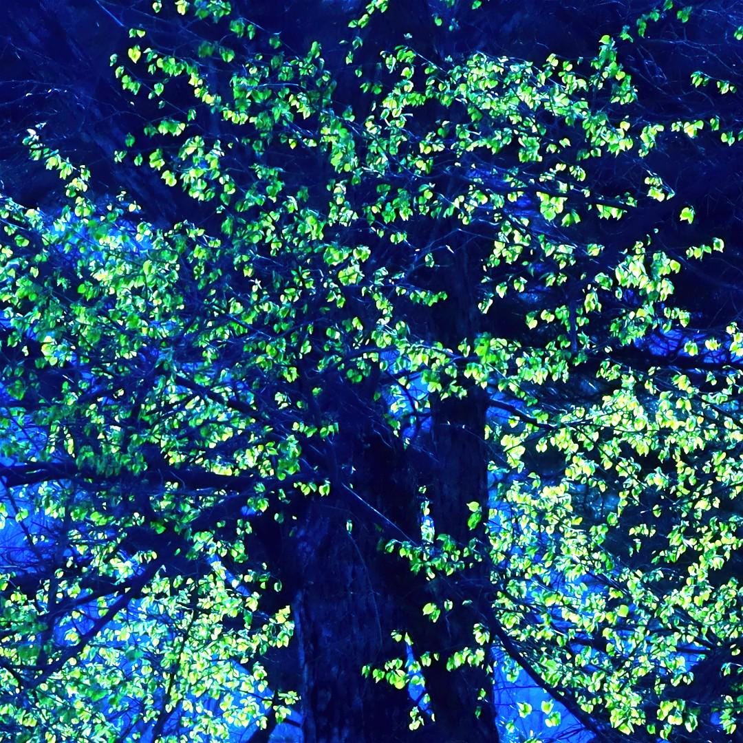 Blue Green Tree Print