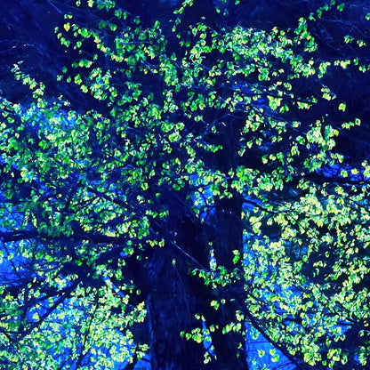 Blue Green Tree Print