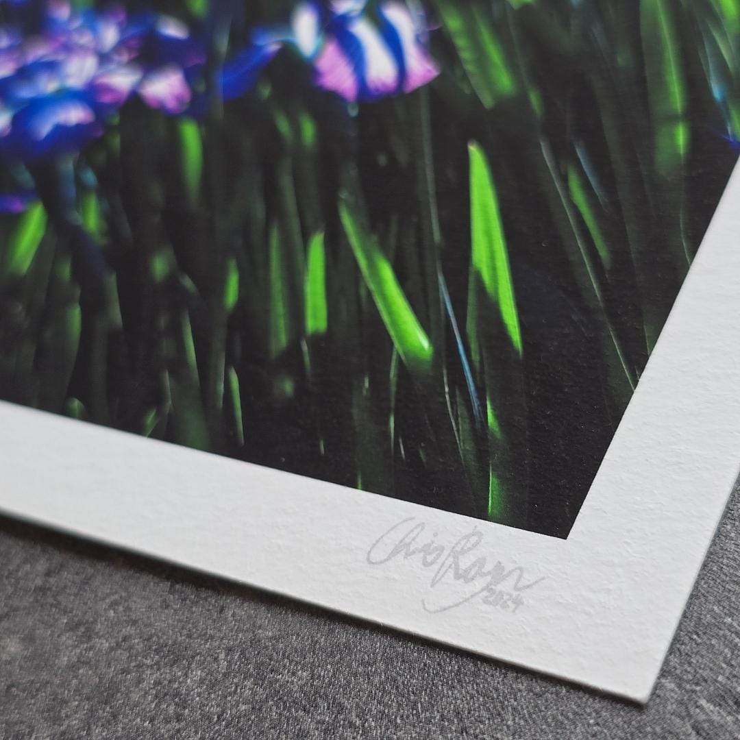 Japanese Iris Print