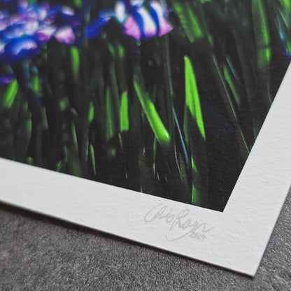 Japanese Iris Print