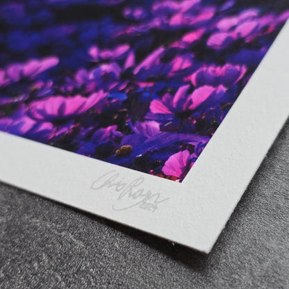Purple Cosmos Flowers Moody Print