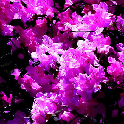 Hot Pink Azalea Print