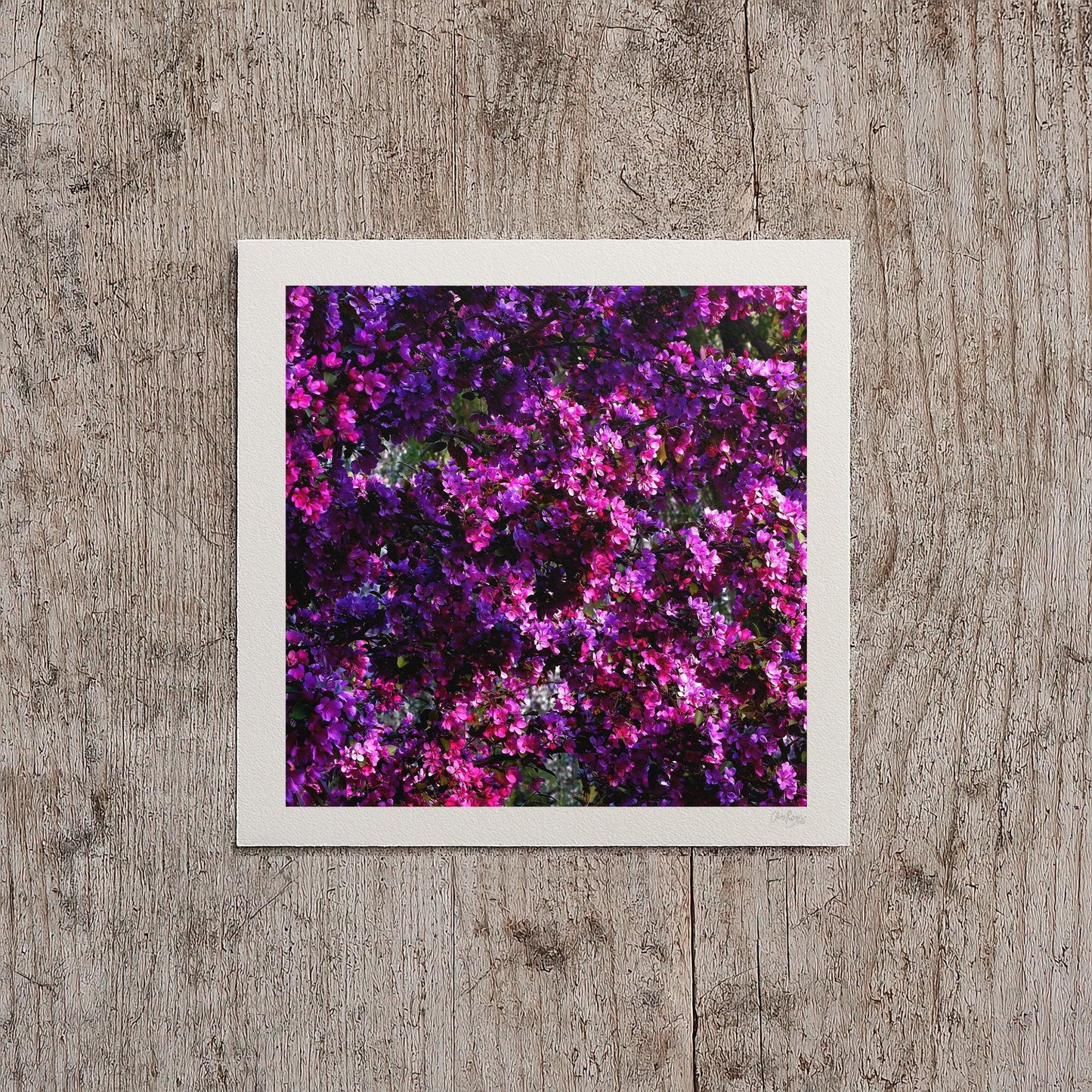 Hot Pink Wheel of Spring Print