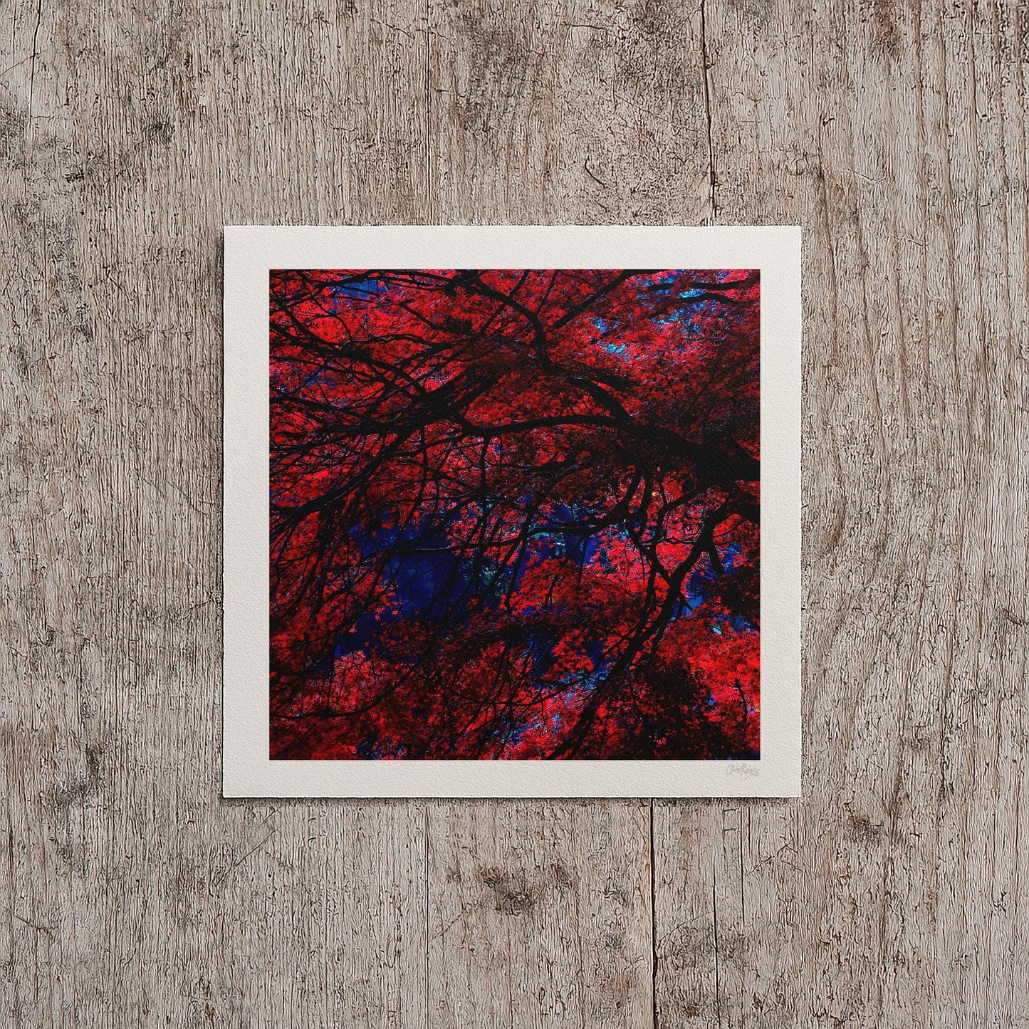 Japanese Garden Maple Print