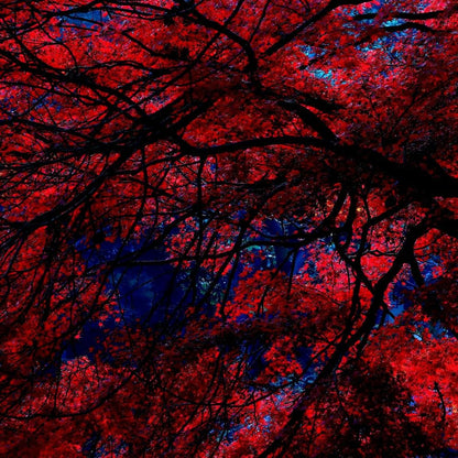 Japanese Garden Maple Print
