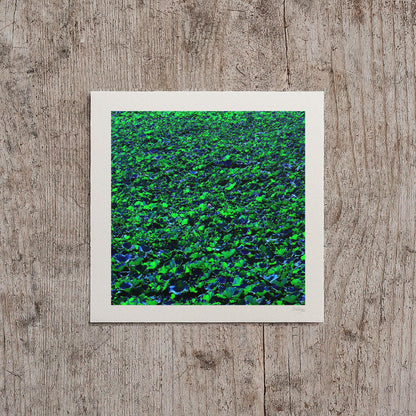 Lotus Pond Print