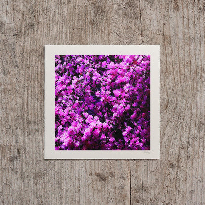 Hot Pink Azalea Print
