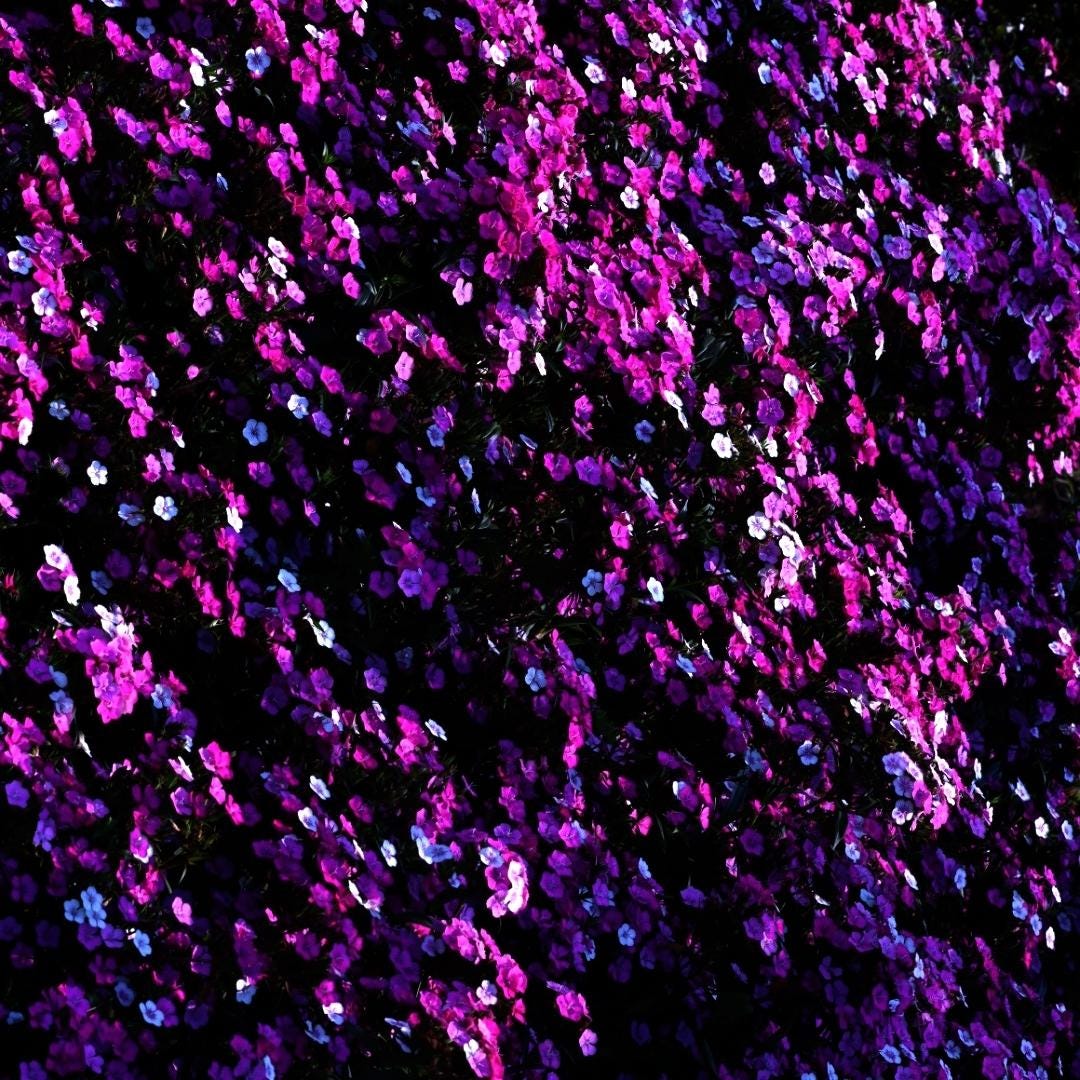 Magenta Sweet William Flower Print