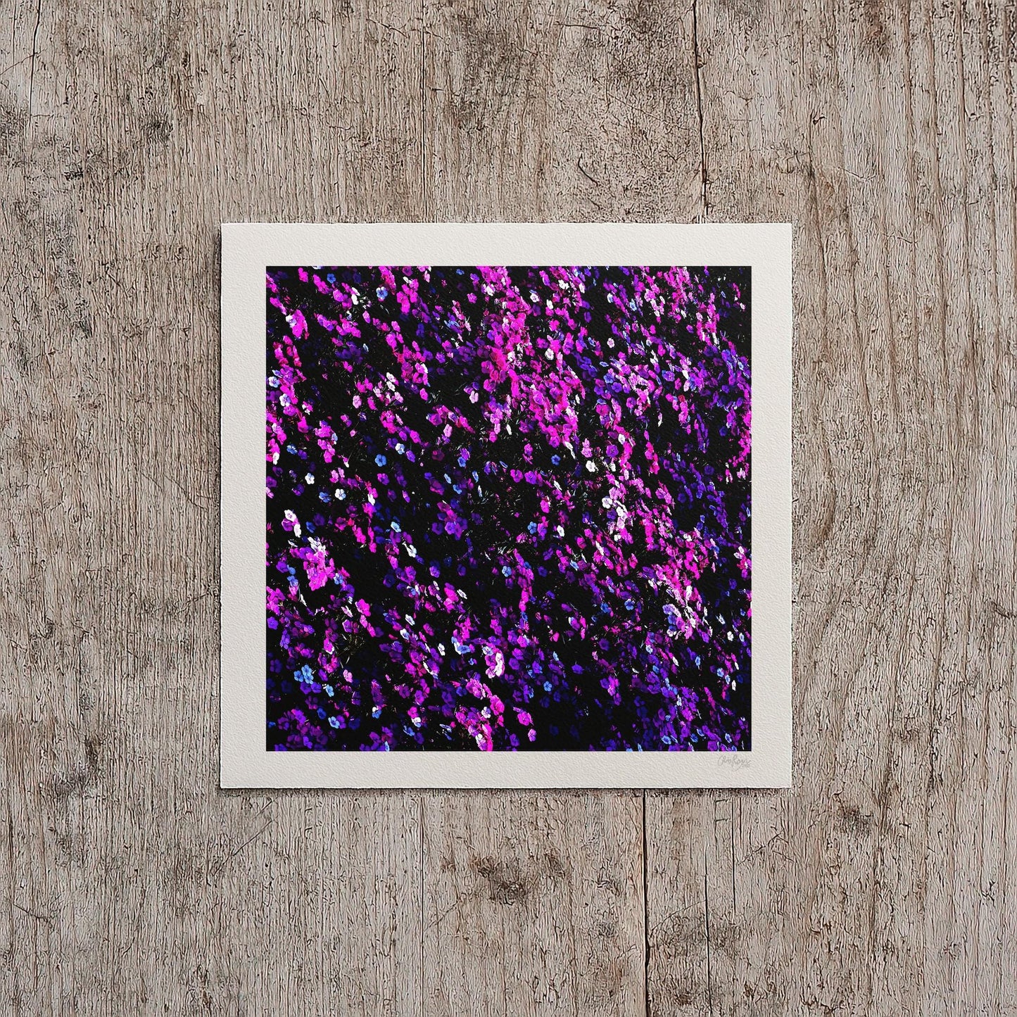 Magenta Sweet William Flower Print