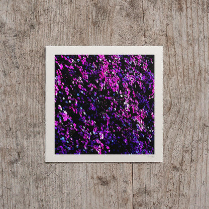 Magenta Sweet William Flower Print