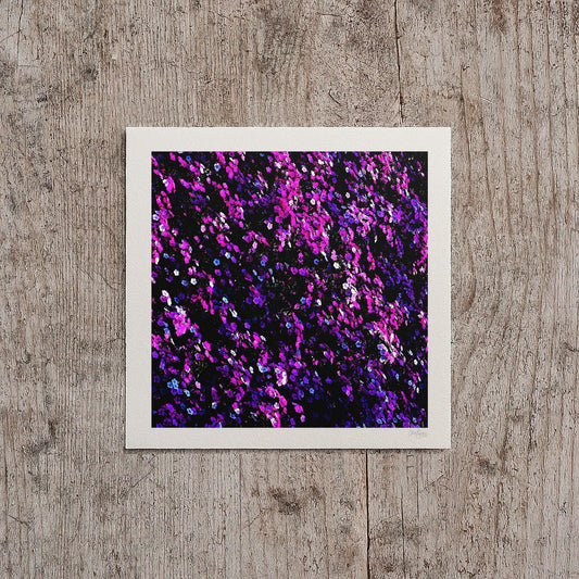 Magenta Sweet William Flower Print