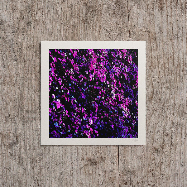Magenta Sweet William Flower Print