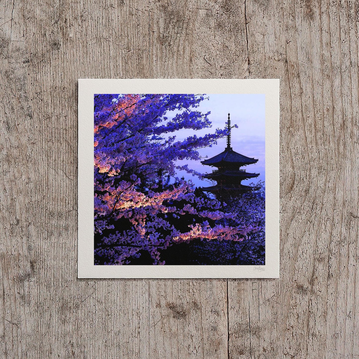 Japanese Cherry Blossom Print