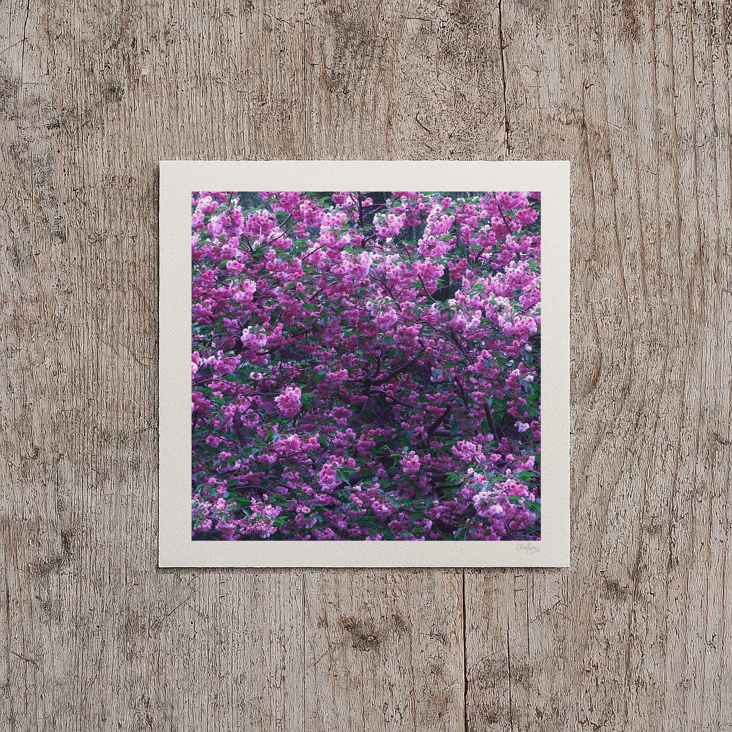 Mauve Cherry Blossom Print