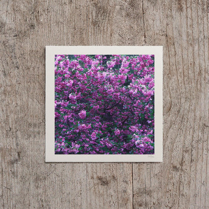 Mauve Cherry Blossom Print