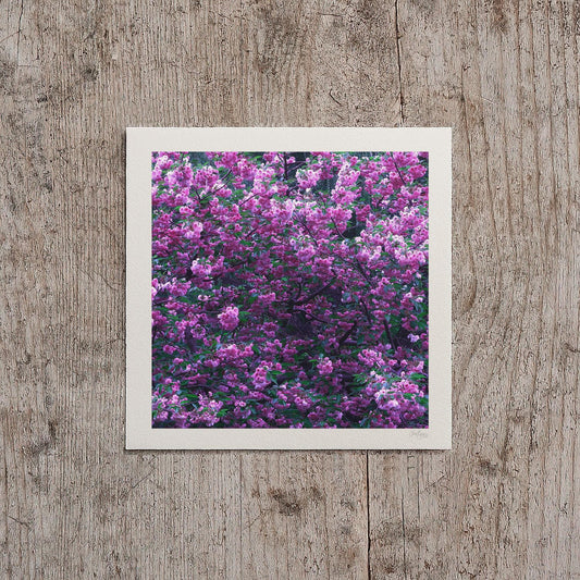 Mauve Cherry Blossom Print