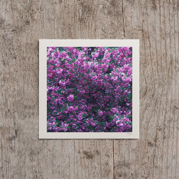 Mauve Cherry Blossom Print