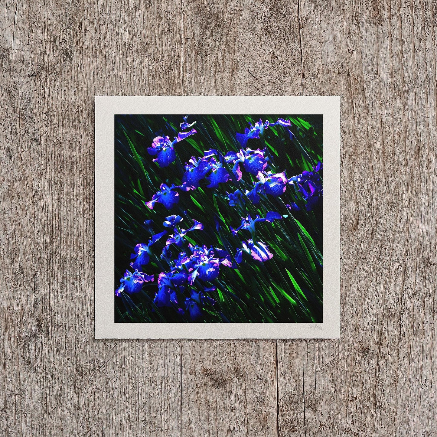 Japanese Iris Print