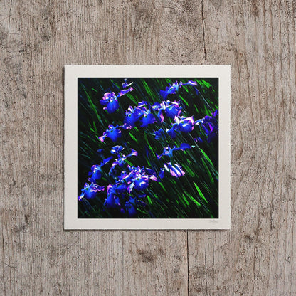 Japanese Iris Print