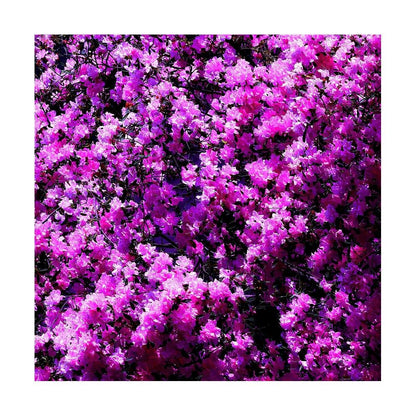 Hot Pink Azalea Print