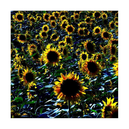 Yellow Sunflowers Print