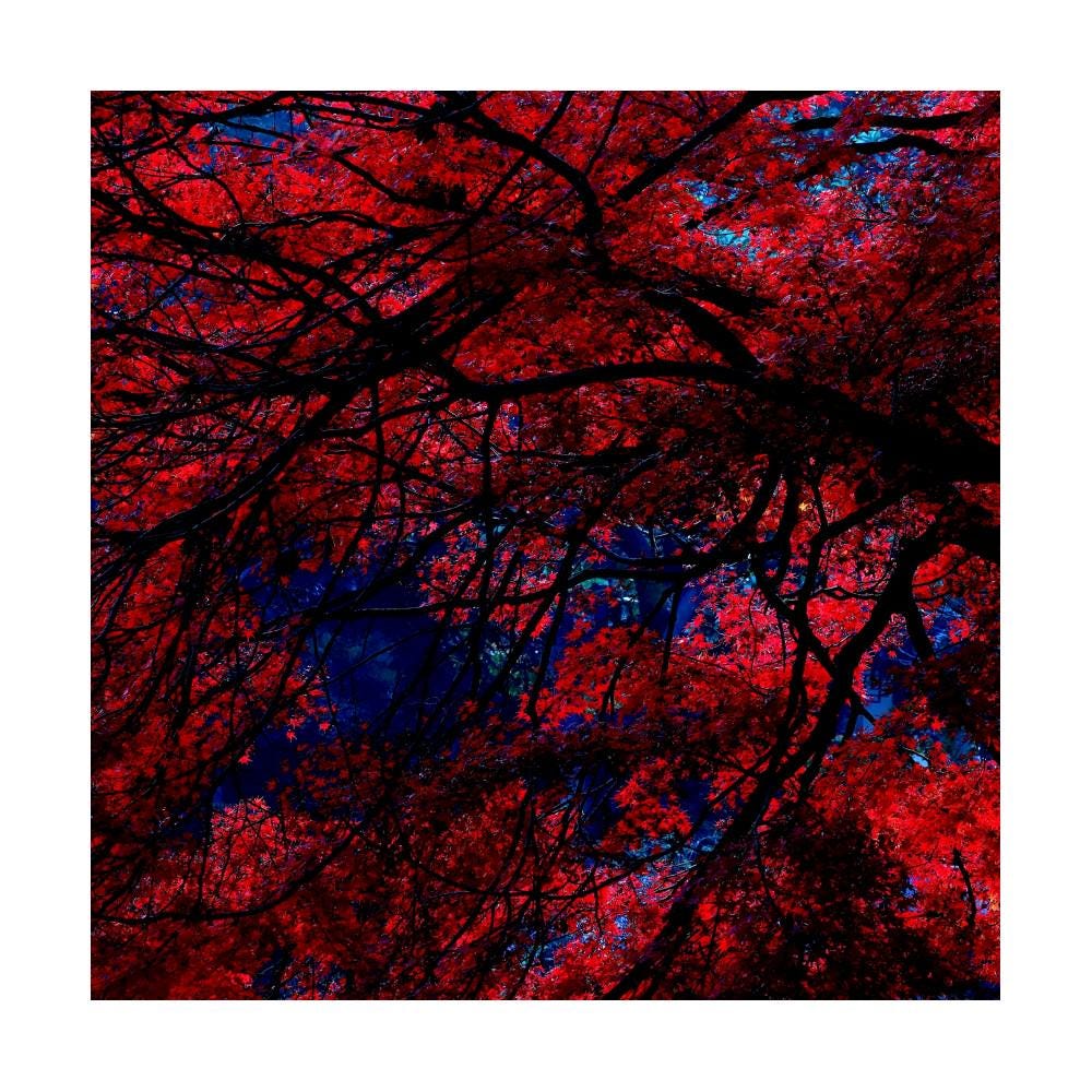 Japanese Garden Maple Print