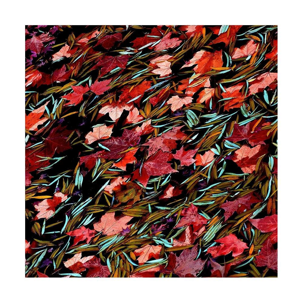 Fall Leaf Print
