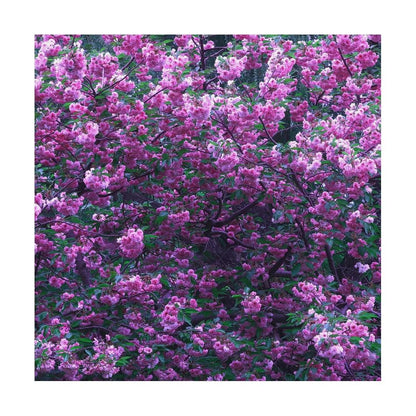 Mauve Cherry Blossom Print