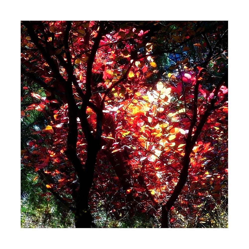 Warm Glow Impressionist Fall Wall Print