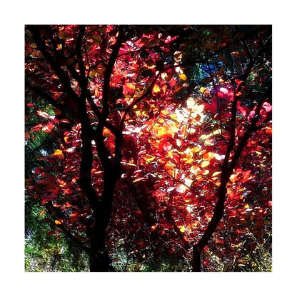 Warm Glow Impressionist Fall Wall Print