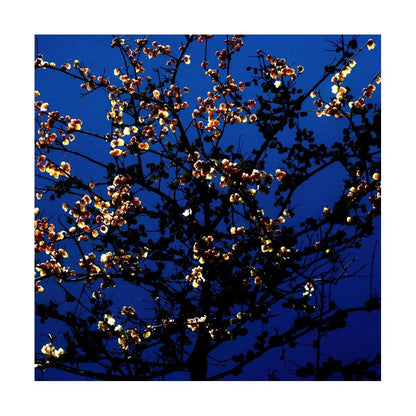 Dark Blossom Print